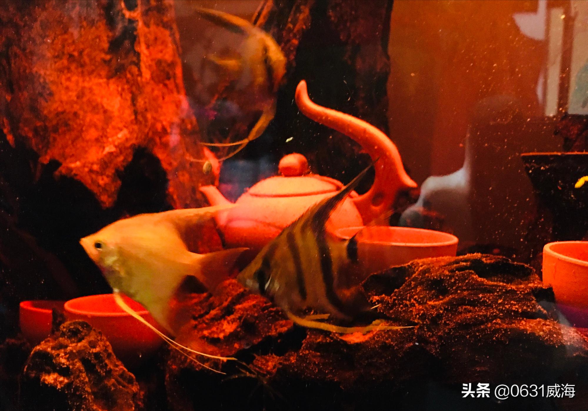 养鱼怎么预防肠炎,七彩燕鱼得了肠炎不吃食怎么办