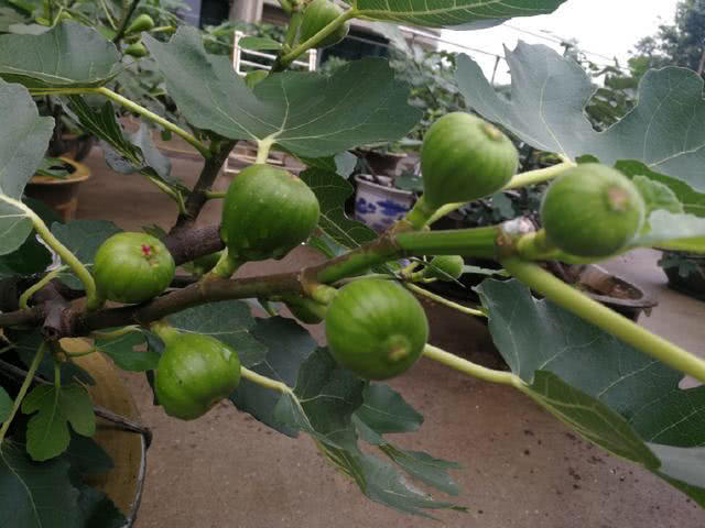 无花果坐果后怎么管理,无花果挂果期间应怎样护理