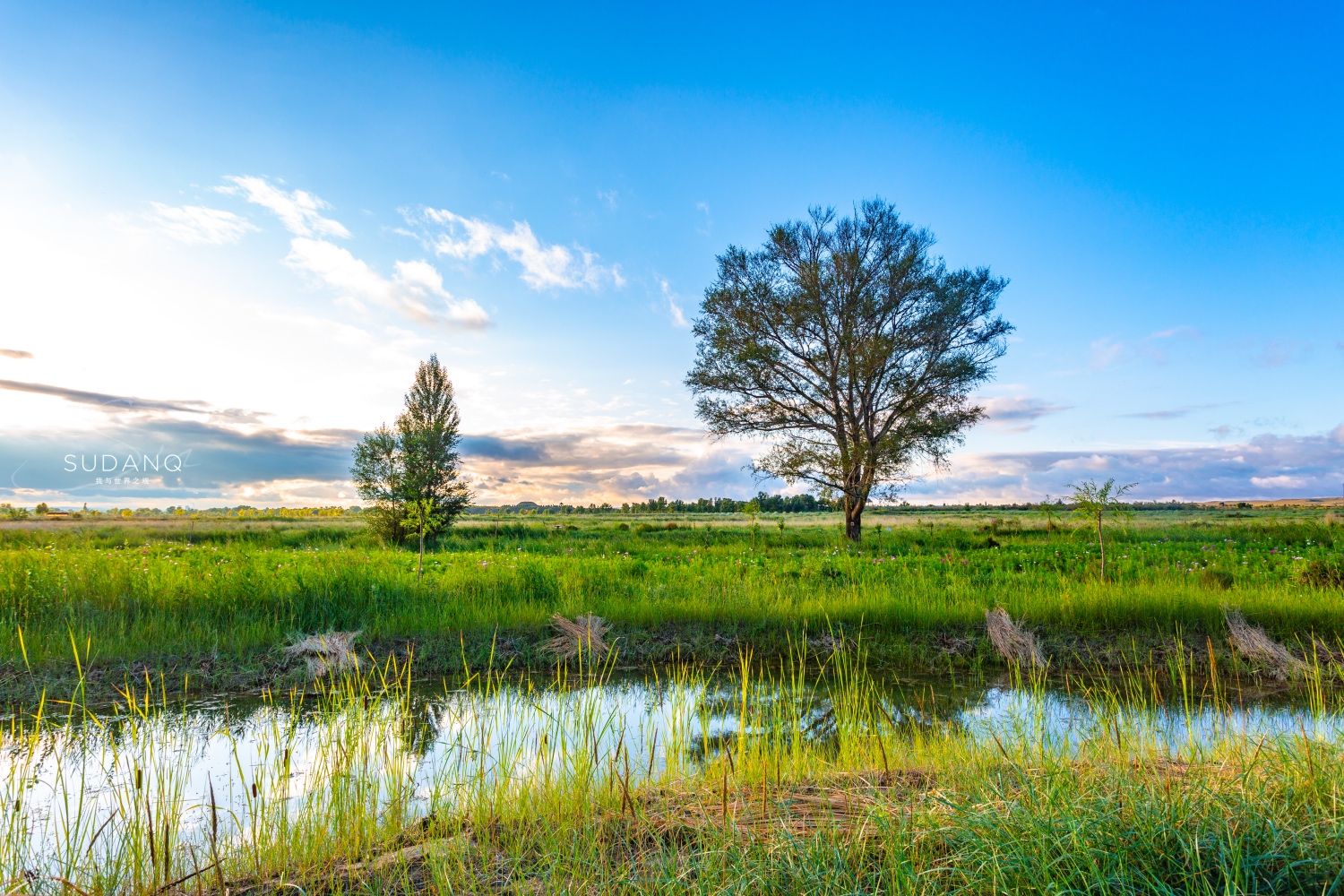 宁夏盐池滩羊肉好还是内蒙羊肉好,碰碰羊宁夏盐池羊肉