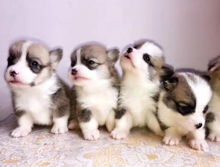 小奶狗为什么到家就吐,小奶狗到家总是叫