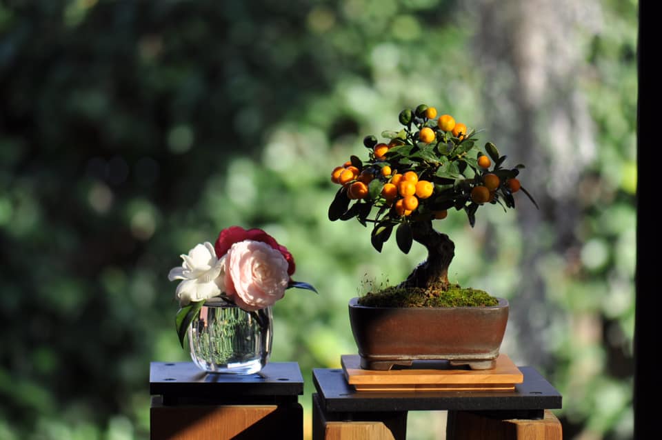 杂木类树木盆景蟠扎应在什么进行,盆景如何造型