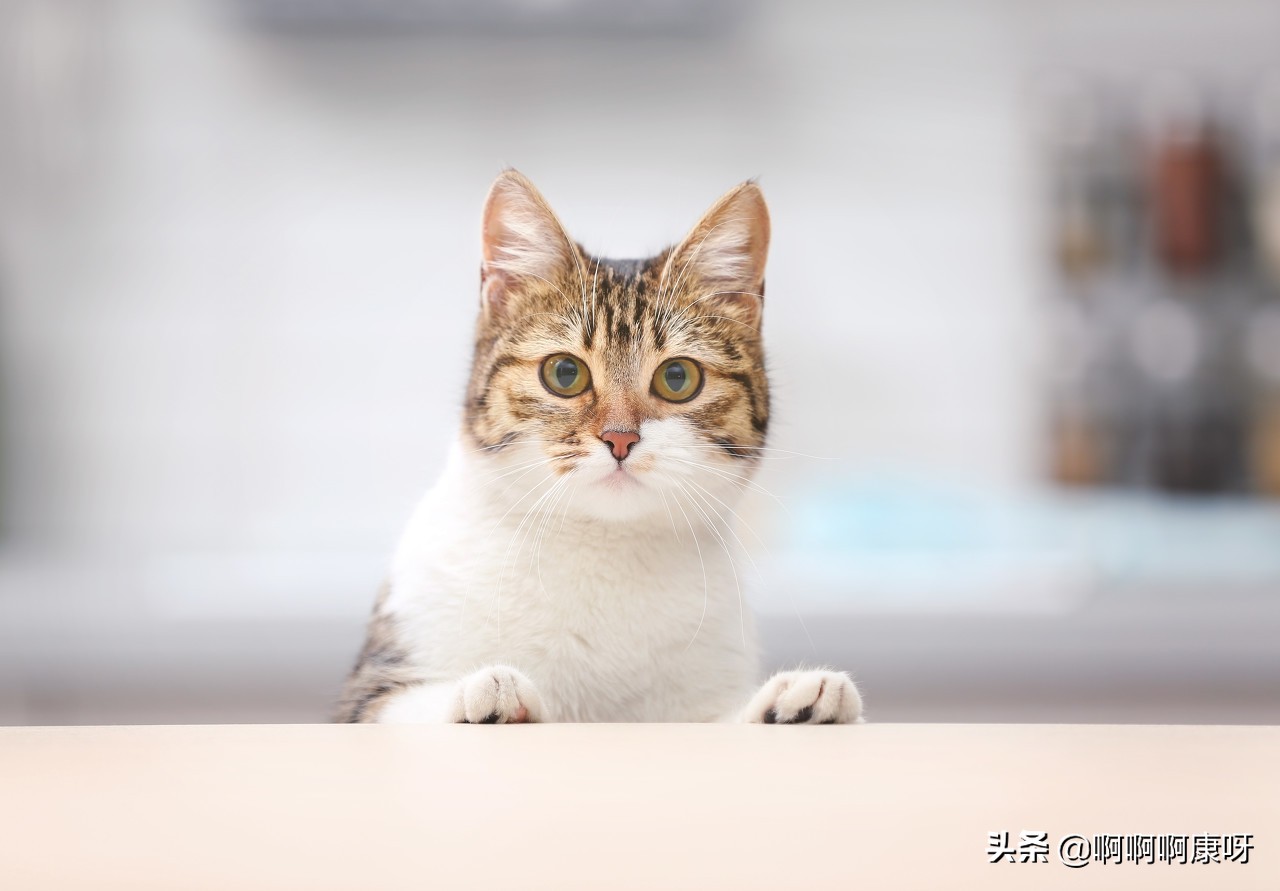 新手养猫第1天不让摸怎么办,新手养猫怎么让猫不出家门