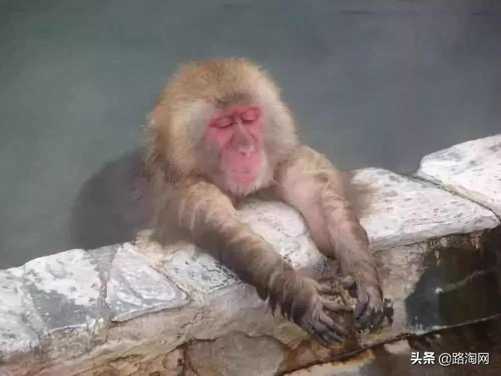 日本温泉猴子纪录片,日本猴子泡温泉头顶毛巾