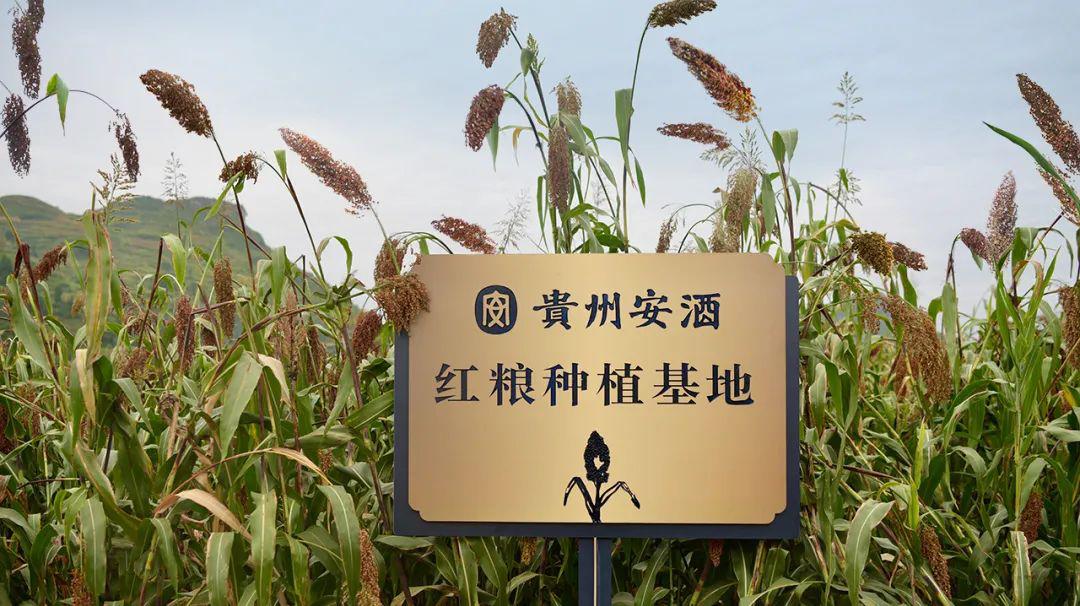 贵州安酒百年传承,贵州安酒亮相