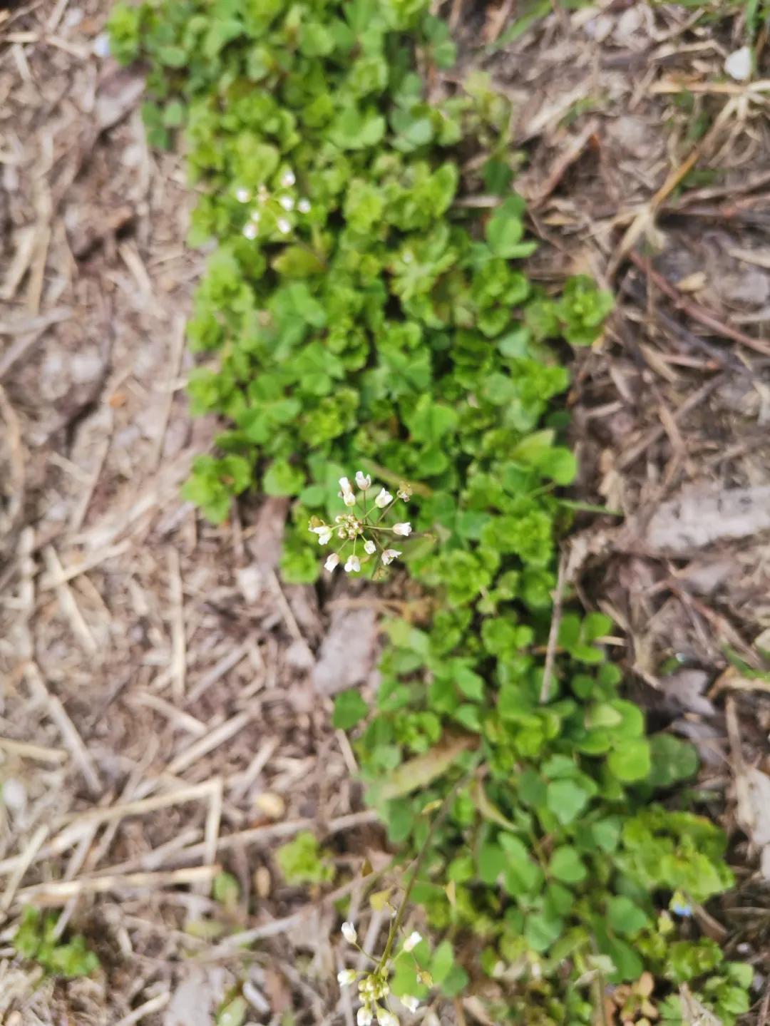 南京城市野菜猎人实录