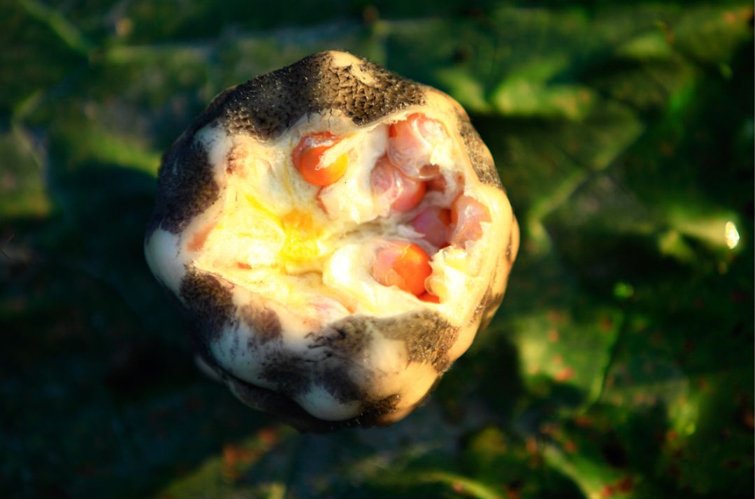 这“八仙”里,藏着最地道的江南味道