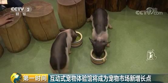 给宠物整个造型，要花5000块钱？小宠物大市场：宠物行业总市值首次破2000亿