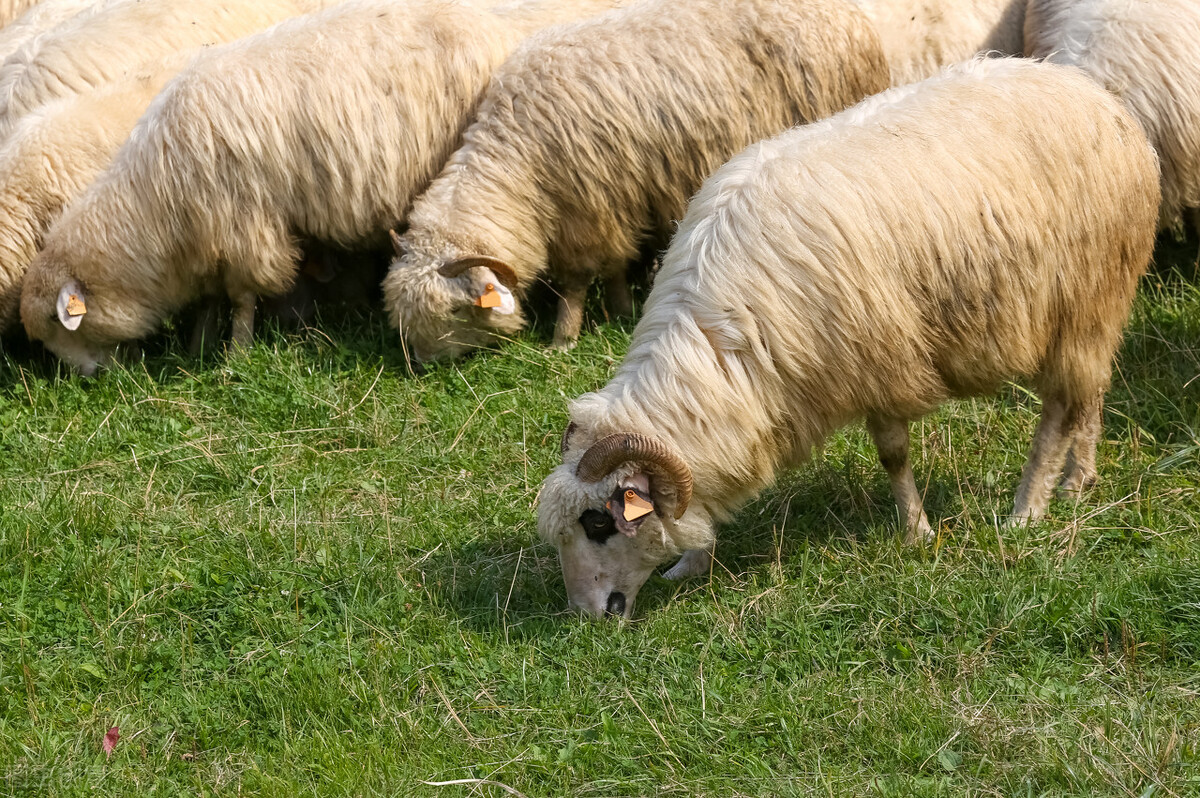 梭菌病在羊养殖中的预防和治疗