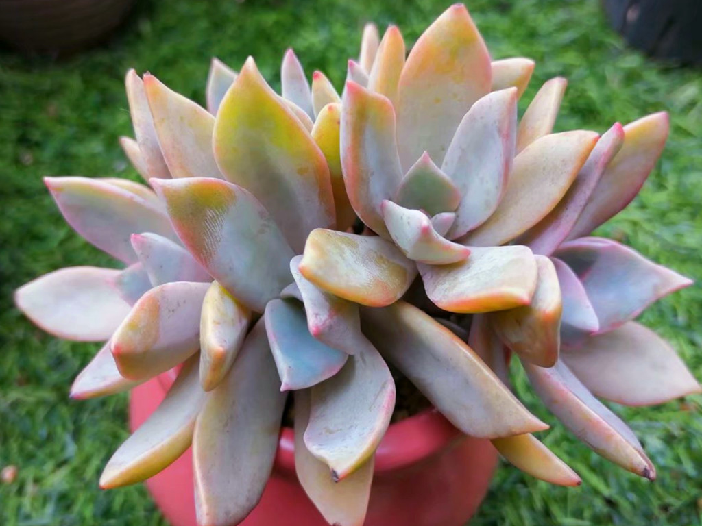 它们的名字都叫初恋，究竟谁真谁假？应该只是不同的肉肉重名了