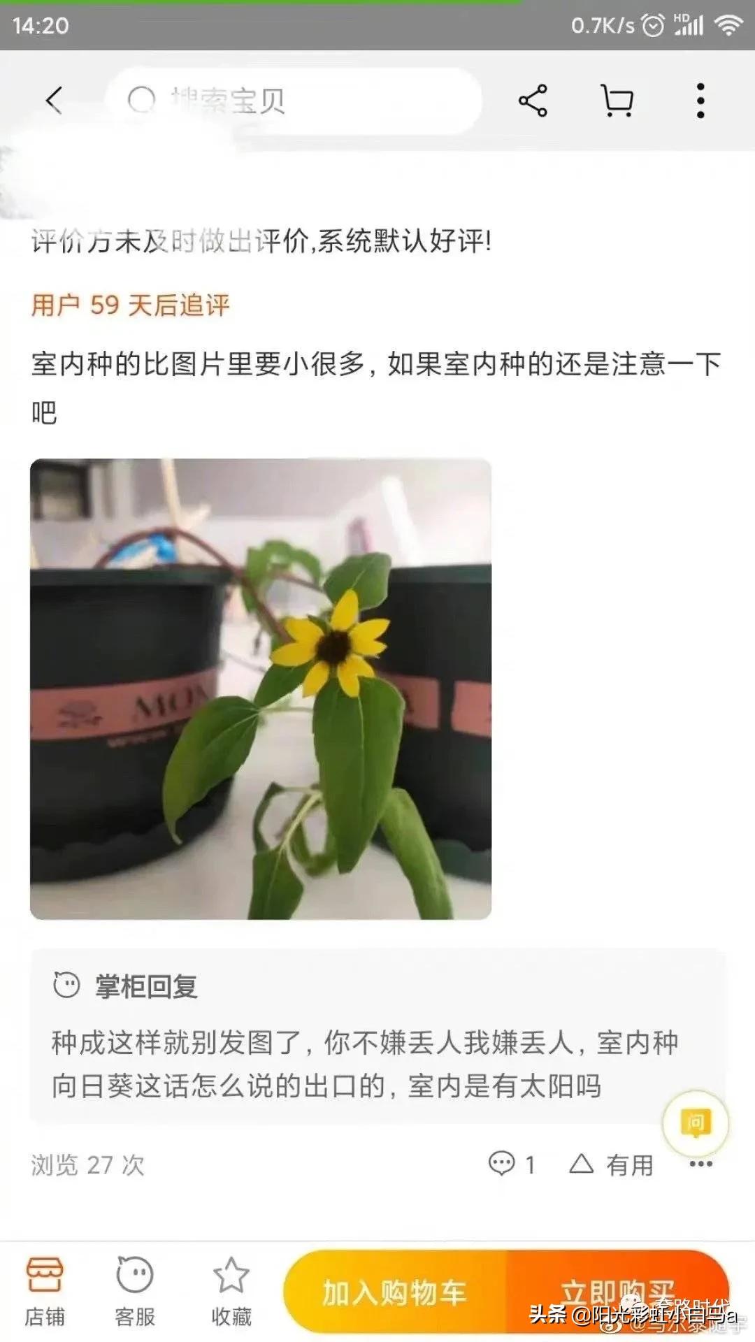 楼下的猫又开始叫了,楼下的猫一直在嗷嗷叫