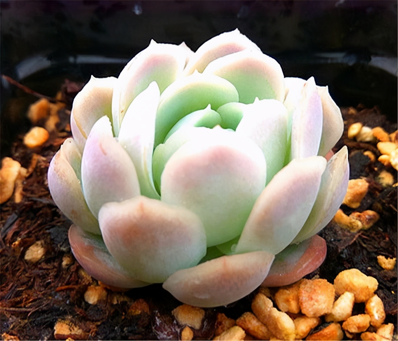 多肉颜值高,多肉植物颜值高的有哪些