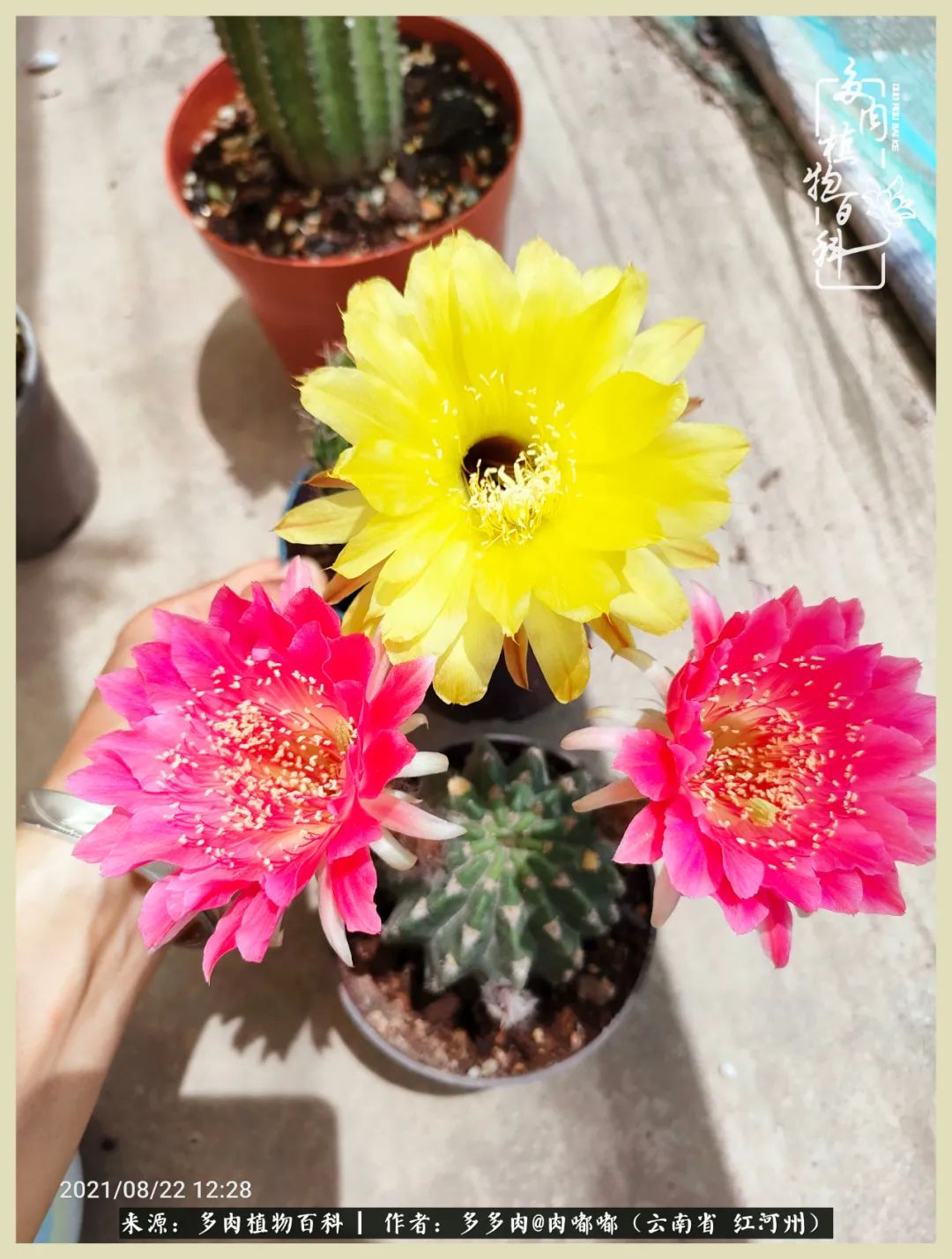 这个春天我们一起去赏花,这个季节我们一起去看花