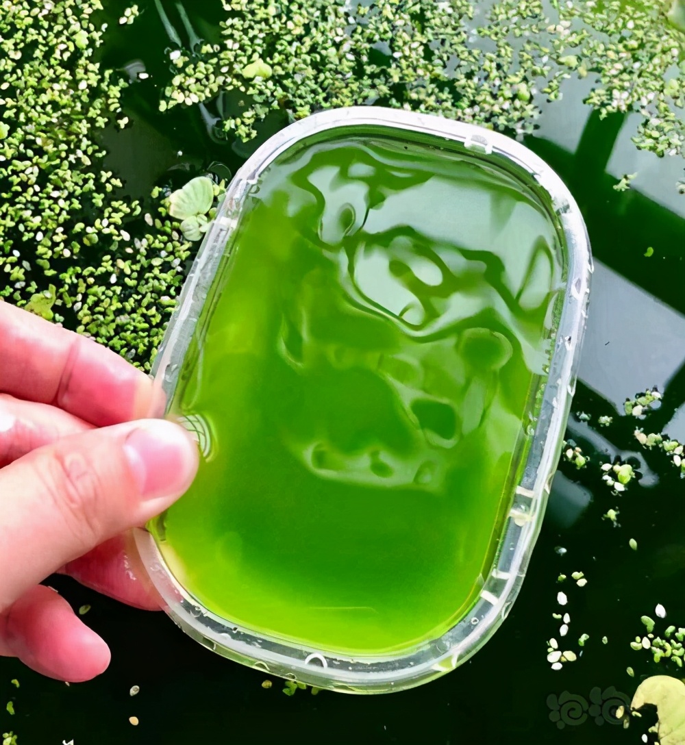 养龟如何把绿水养得好而且还不臭,养龟的绿水需要什么条件