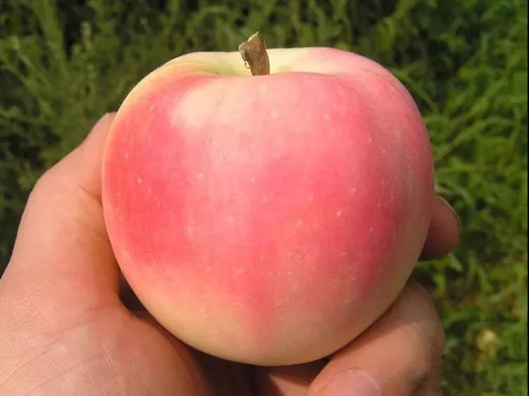 新鲜的嘎啦苹果又甜又脆,嘎啦果是酥脆还是脆甜