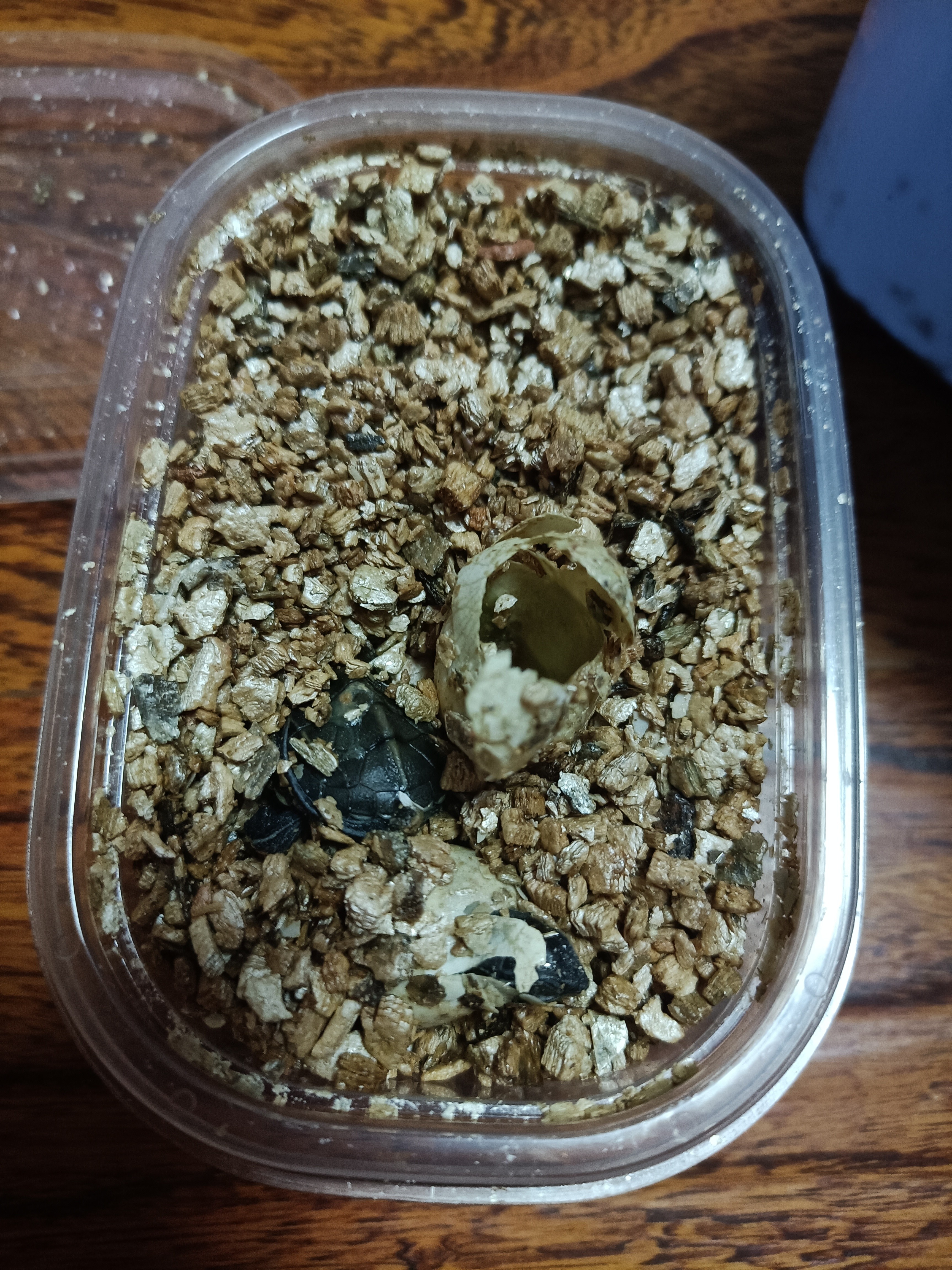 从乌龟下蛋到孵出小乌龟全过程,蛋龟刚出壳的龟苗怎么养