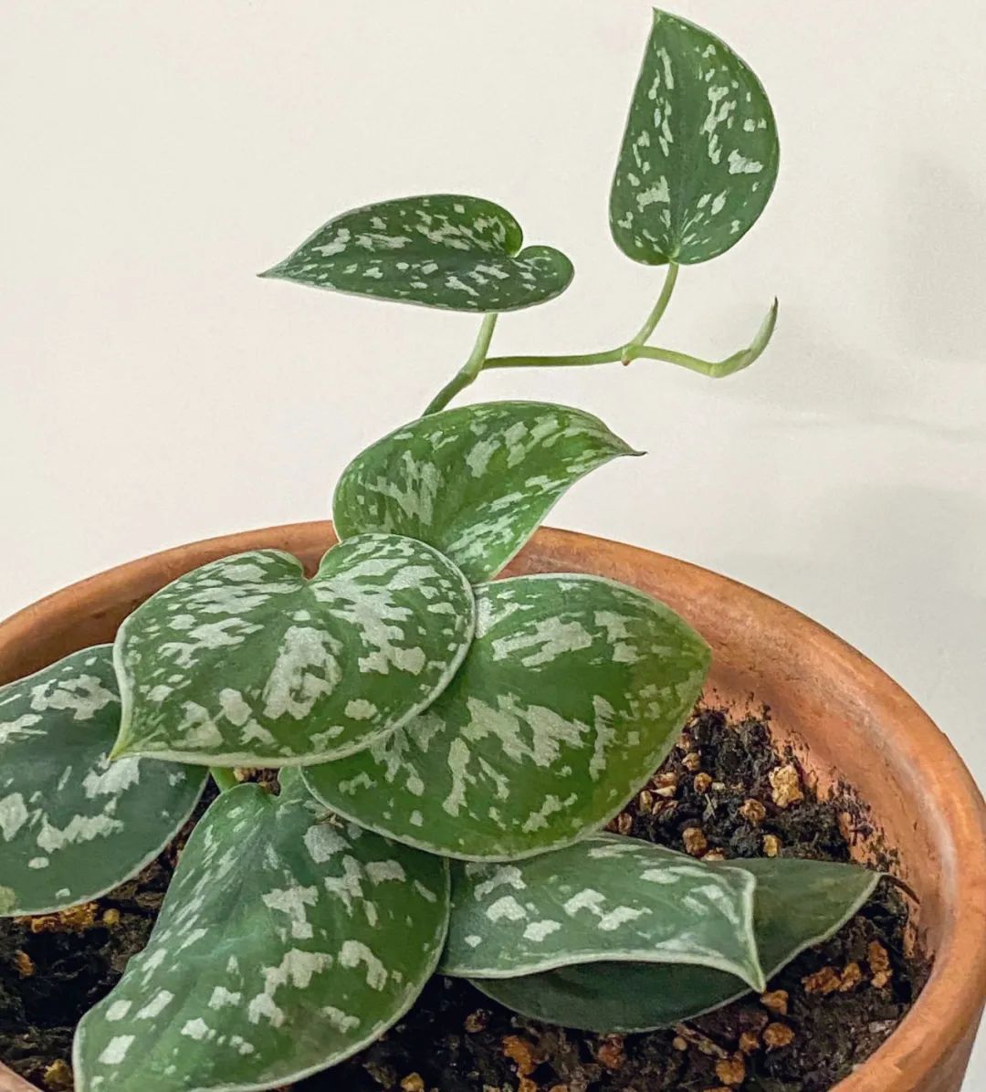 叶片翠绿的10种盆栽,叶子有斑点的观叶植物