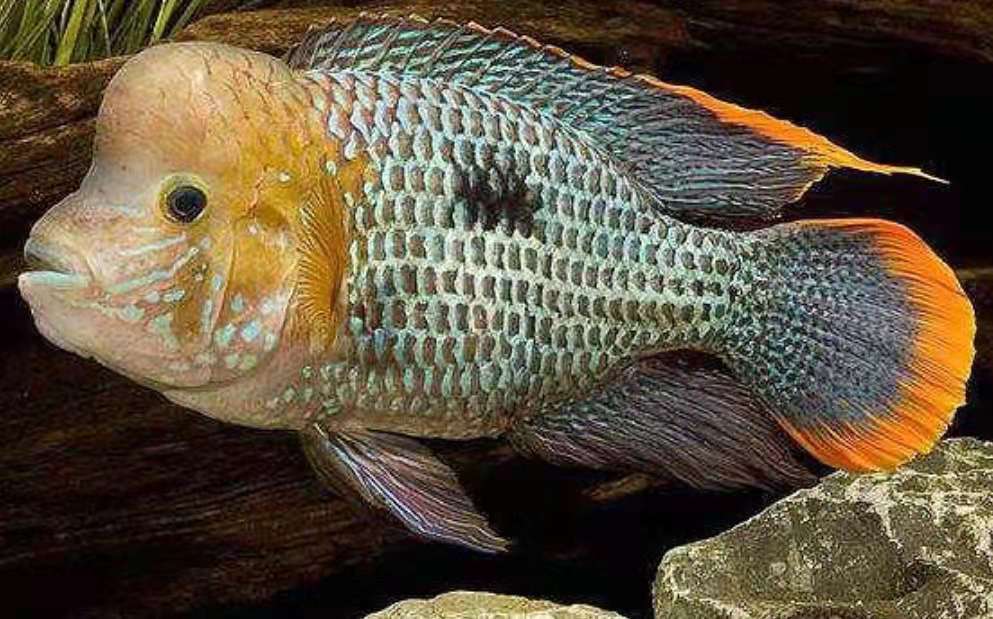 不是所有大脑袋的观赏鱼，看起来都令人舒适，有些品种其实很难看