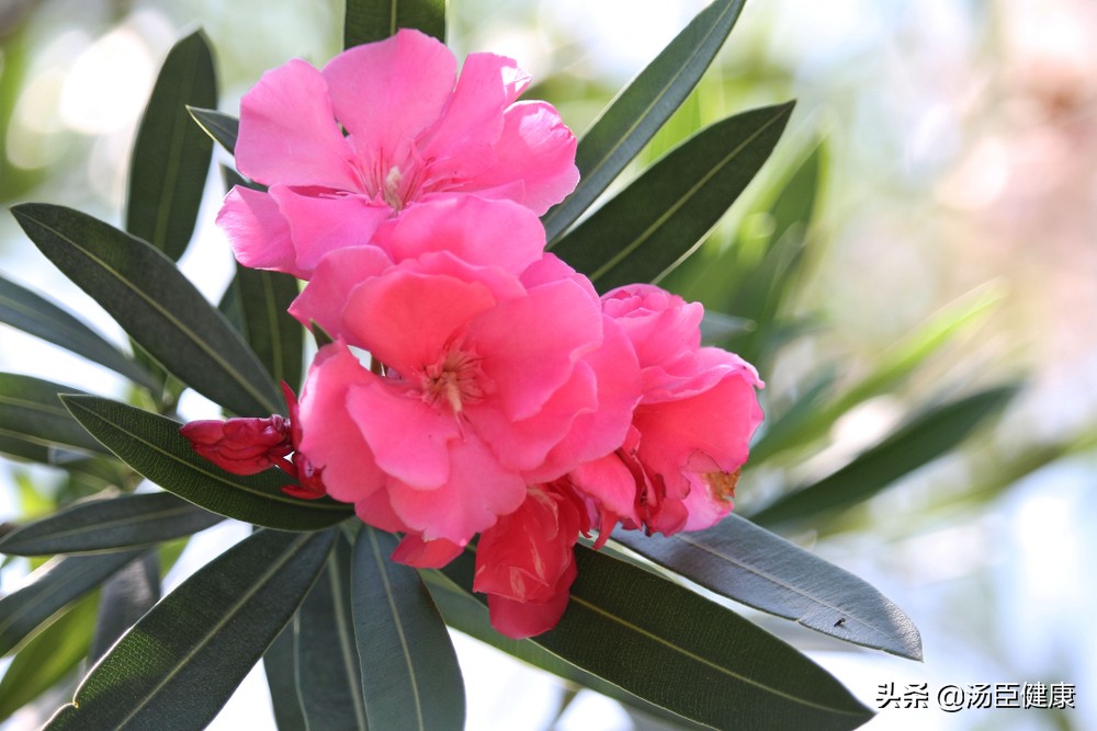 家中常见六种有毒花,室内不宜养的有毒花