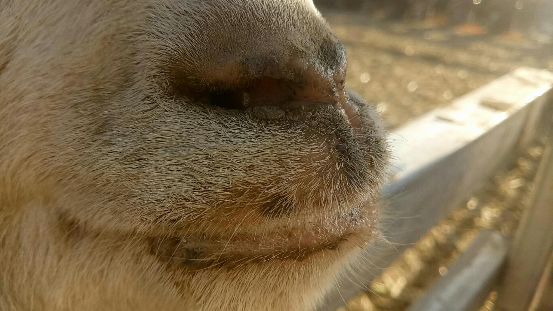 「答疑解惑」原创|羊嘴里有白沫，看不清路，怎么回事儿？