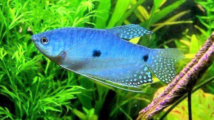 能养爆缸的小型热带鱼,新手十大养不死的热带小型观赏鱼