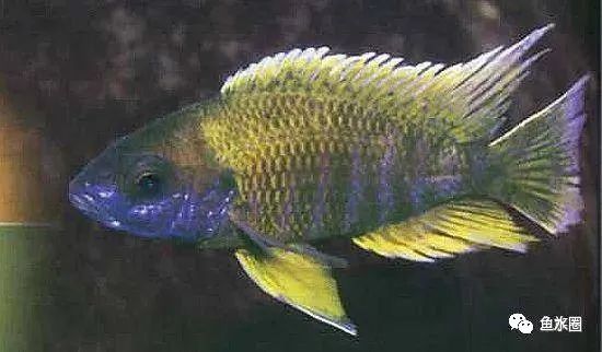 三湖慈鲷马鲷孔雀鱼多久发色,三湖慈鲷鱼之马鲷鱼