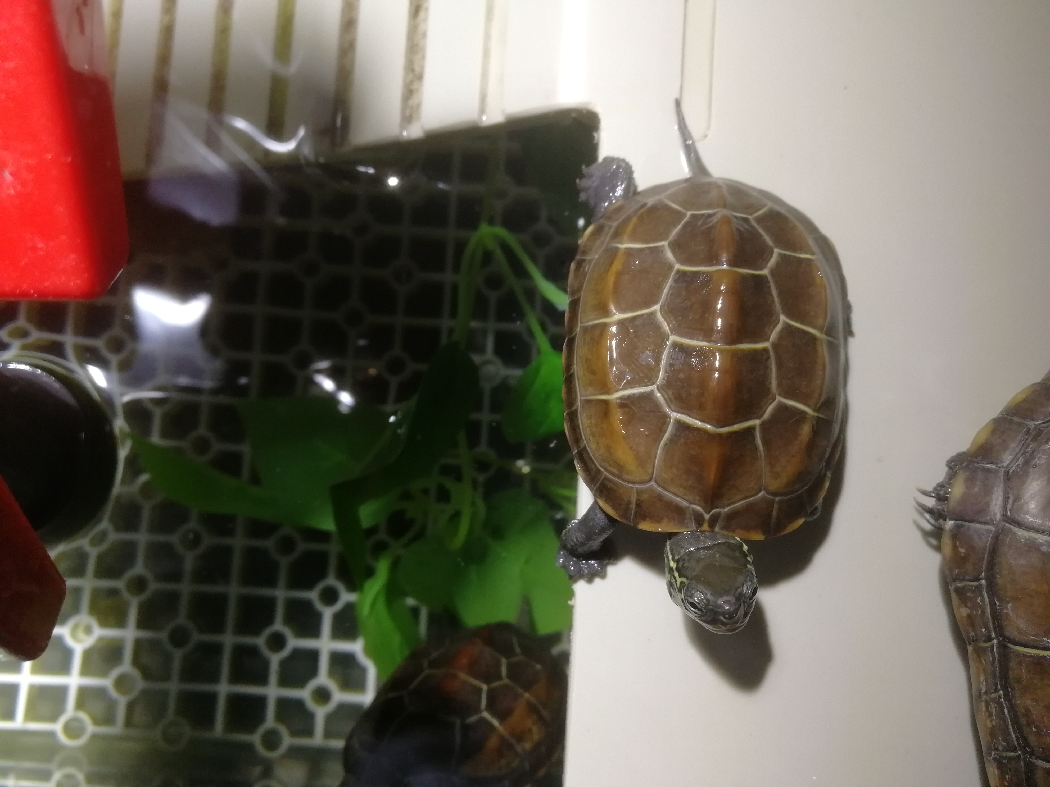 如何治疗小草龟腐皮,小草龟腐皮越来越严重怎么办