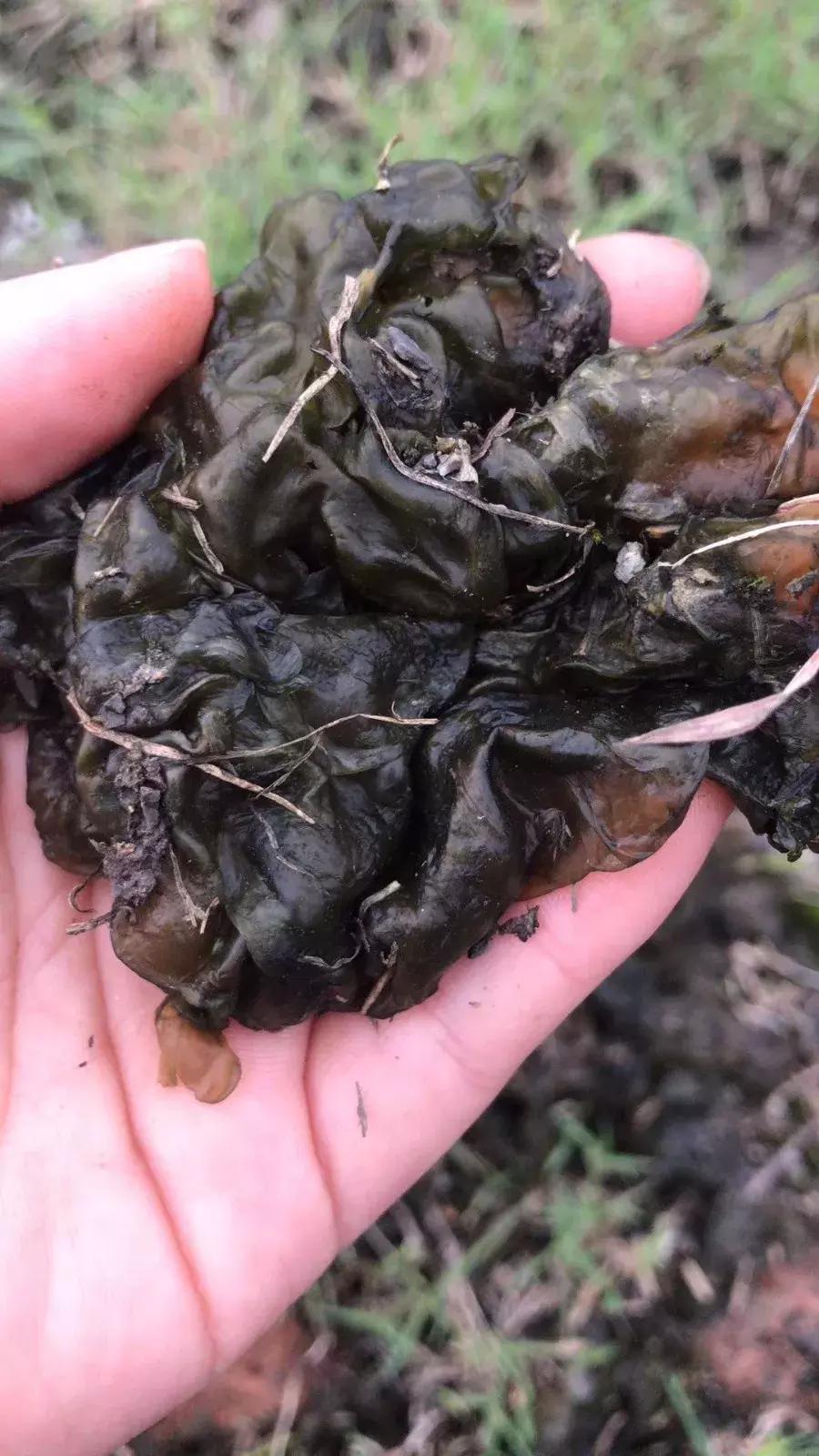 武穴又到挖野菜的时候了，江边好多人都在挖野菜，你吃了吗？