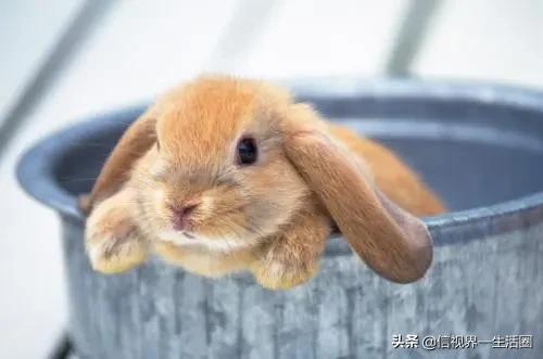 适合单身女生养的萌宠