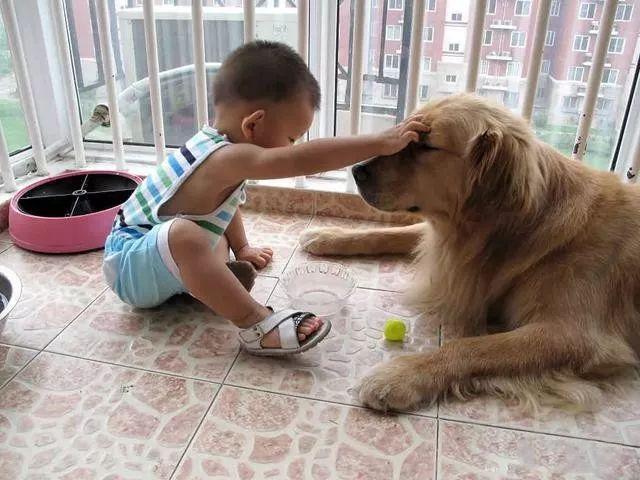 家庭伴侣宠物,家庭伴侣犬适合陪伴孩子的小型犬