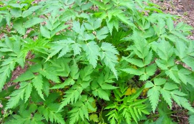 中药川芎的功效与作用,中药川芎的功效和作用