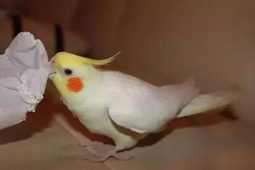 玄凤鹦鹉喂什么牌子奶粉,特色玄凤鹦鹉怎么培育的