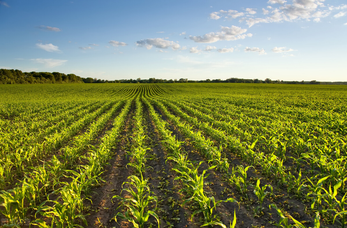 实施什么让农业成为有奔头的产业,产业兴旺有活力百姓富裕有奔头
