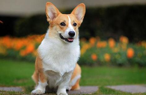 什么狗颜值又高又好养,什么狗最好养又听话高颜值