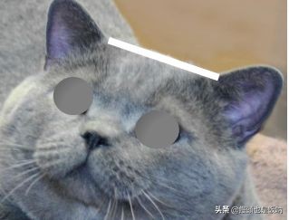 英国短毛猫饲养,养英国短毛猫需要的注意事项