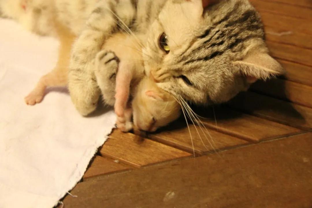 母猫在什么情况下会叼着宝宝挪窝,母猫没精神控制不了大小便