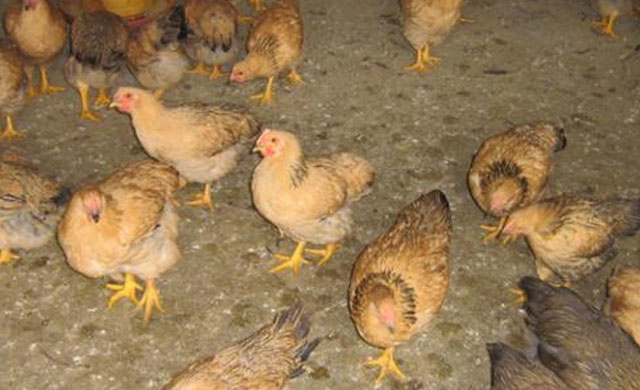 夏季鸡痘病怎么冶,如何高效预防鸡痘的发生