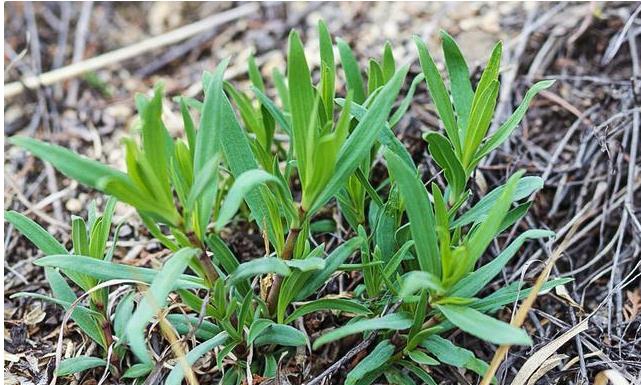 乳山采摘野菜山蚂蚱,泌阳有山蚂蚱这种野菜吗