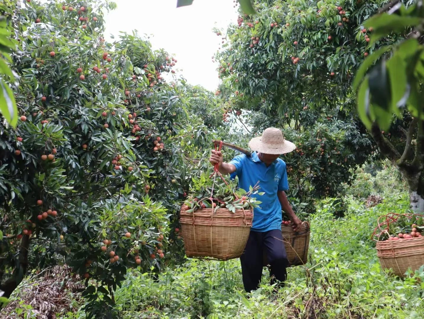 茂名:大井木广垌桂味荔枝,有广东“荔枝皇后”之称
