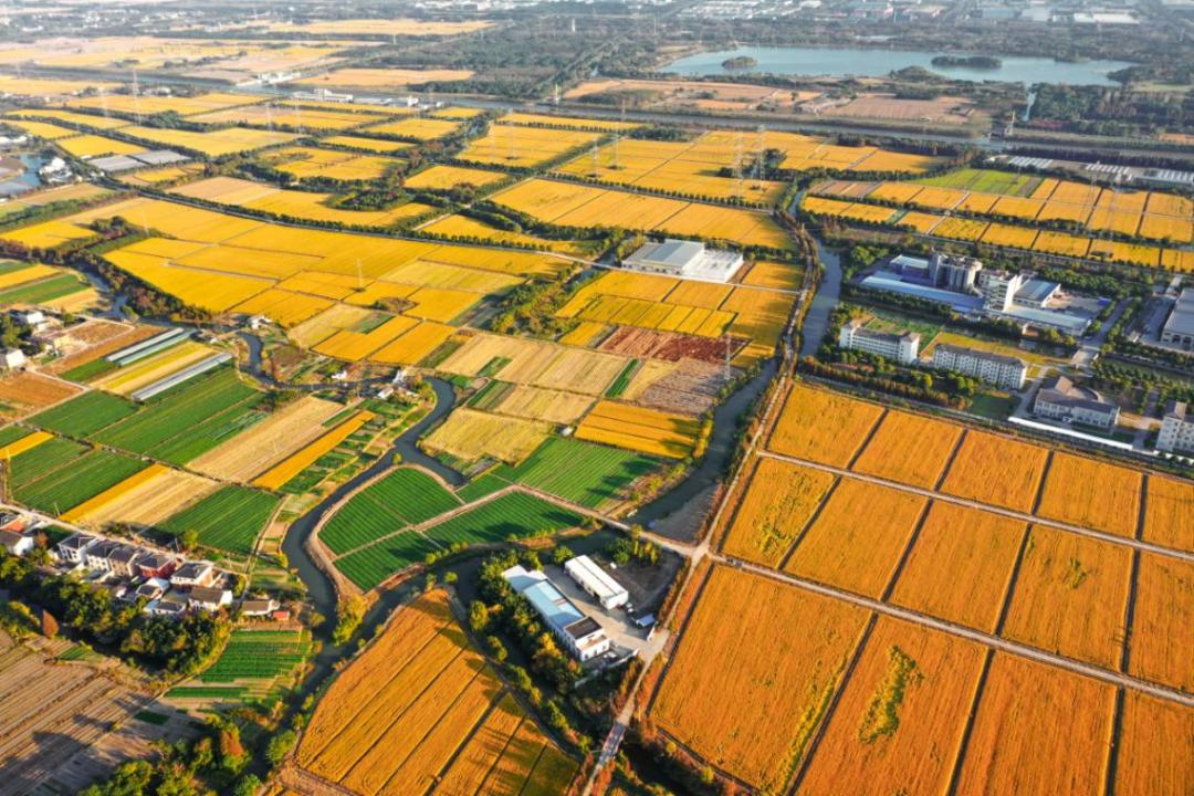 美！太仓这几个村入选「太仓打听猫便民」