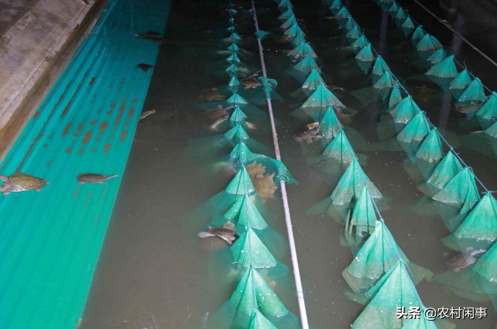甲鱼养殖项目存在困难问题,甲鱼养殖技术甲鱼不吃食