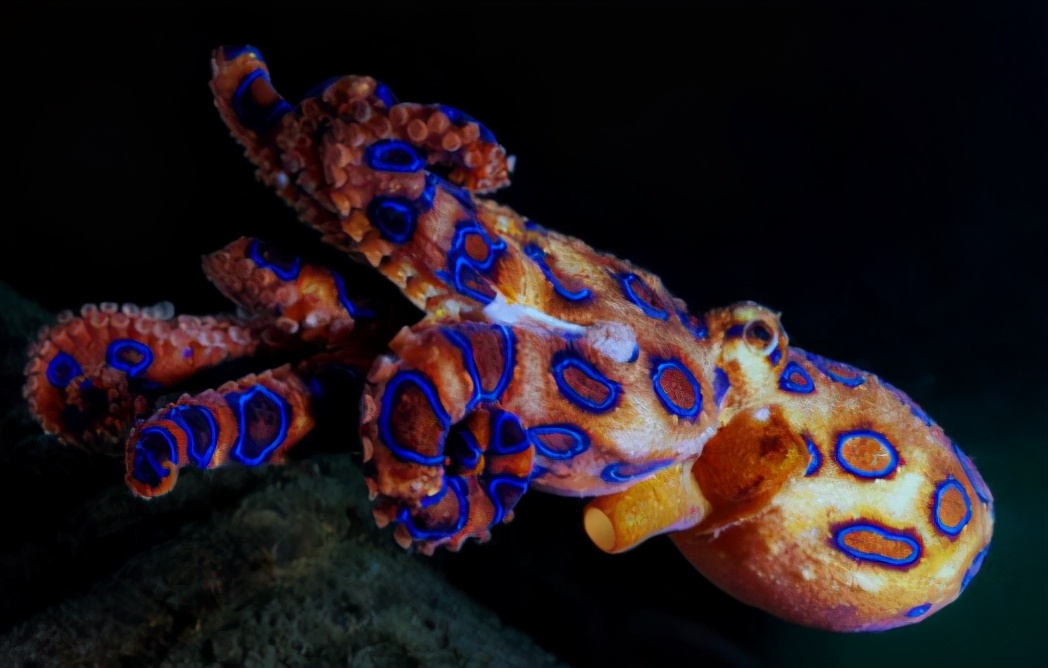 15种令人惊叹的透明生物,越看越可怕的动物