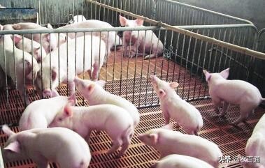 养猪注意预防2种秋季最常见的猪病：蓝耳病、口蹄疫