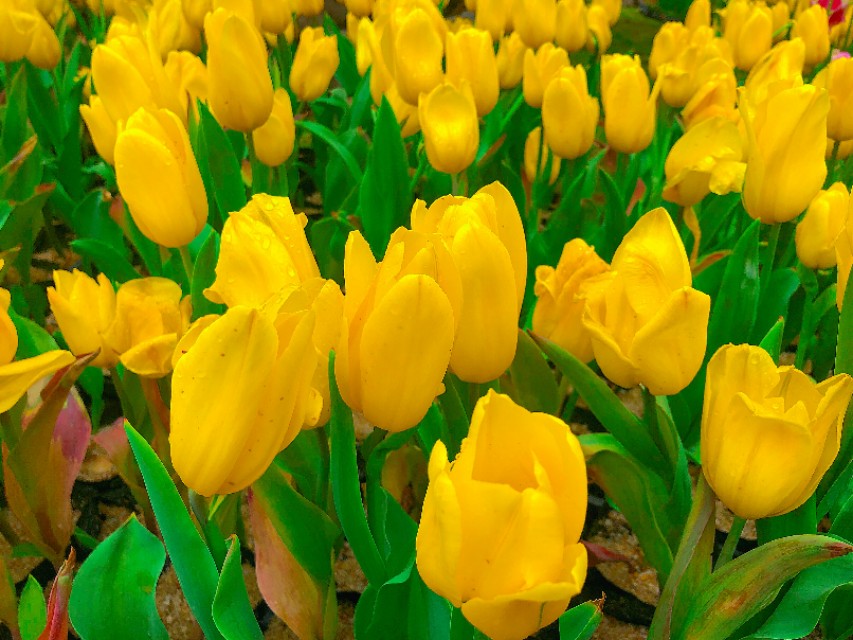 广州云台花园全景视频,广州云台花园美景