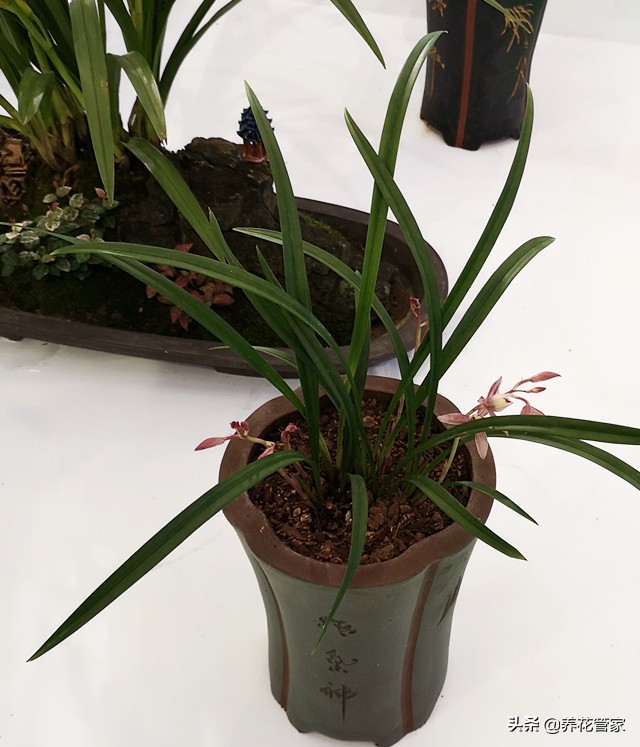 十大品种的兰花有哪几种,10月份开花的兰花品种多少钱一棵