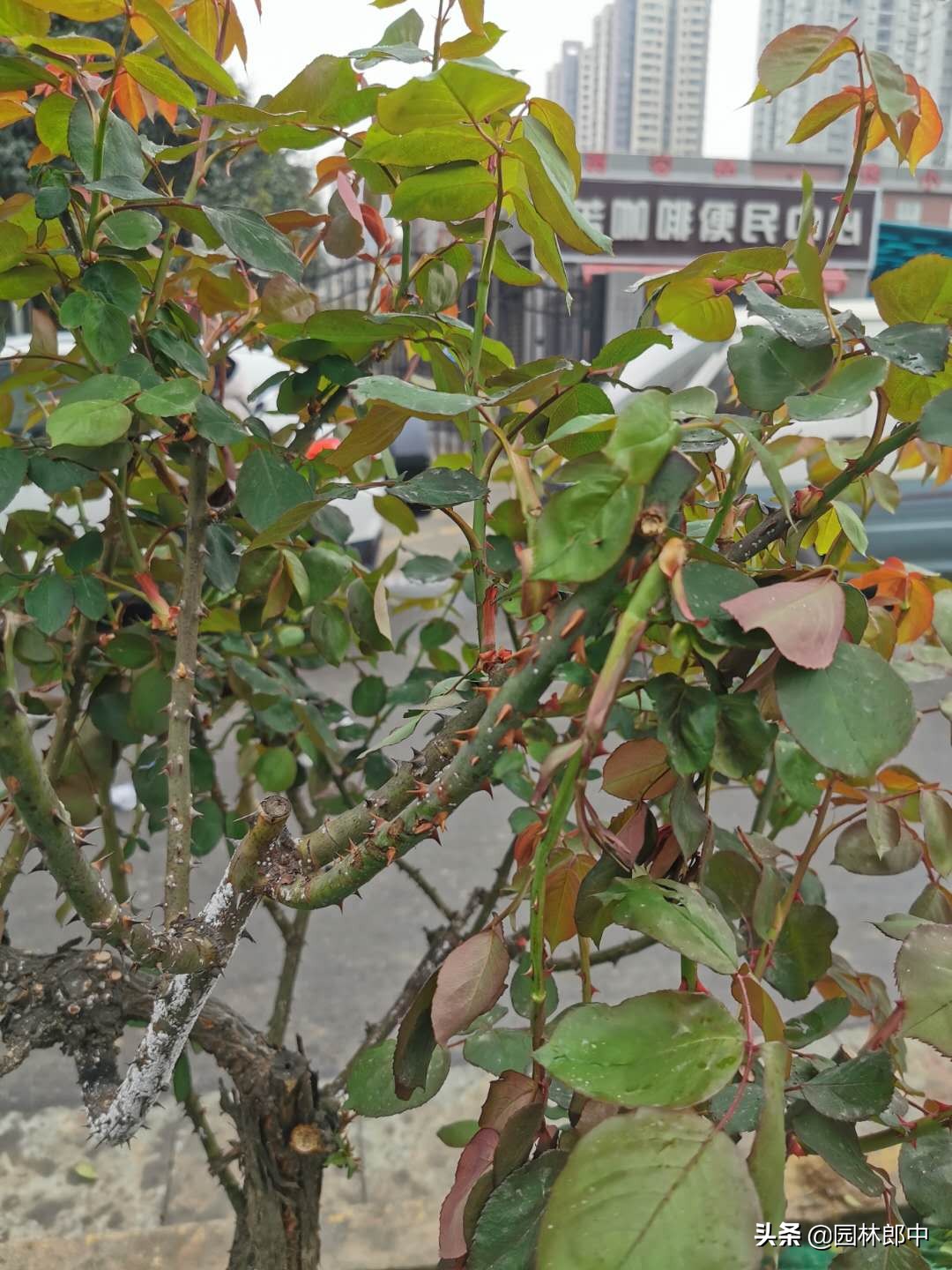 月季蚧壳虫怎样彻底消灭,月季枝条上有红色的小点点