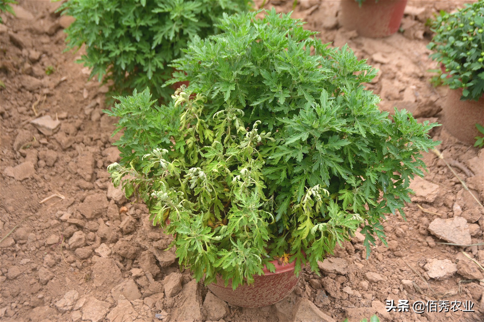 菊花枯萎病,菊花枯萎病的症状图片