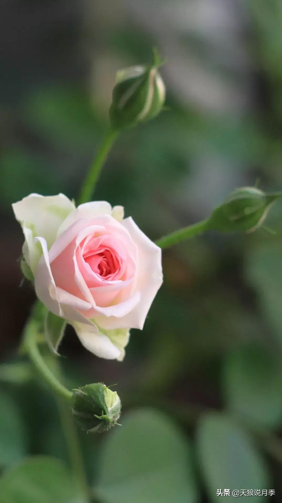 美得如此高端大气上档次,美得如此的高雅