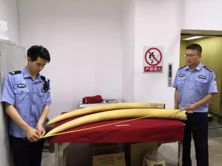 濒危野生动物案件判决,西盟野生动物保护刑事案例