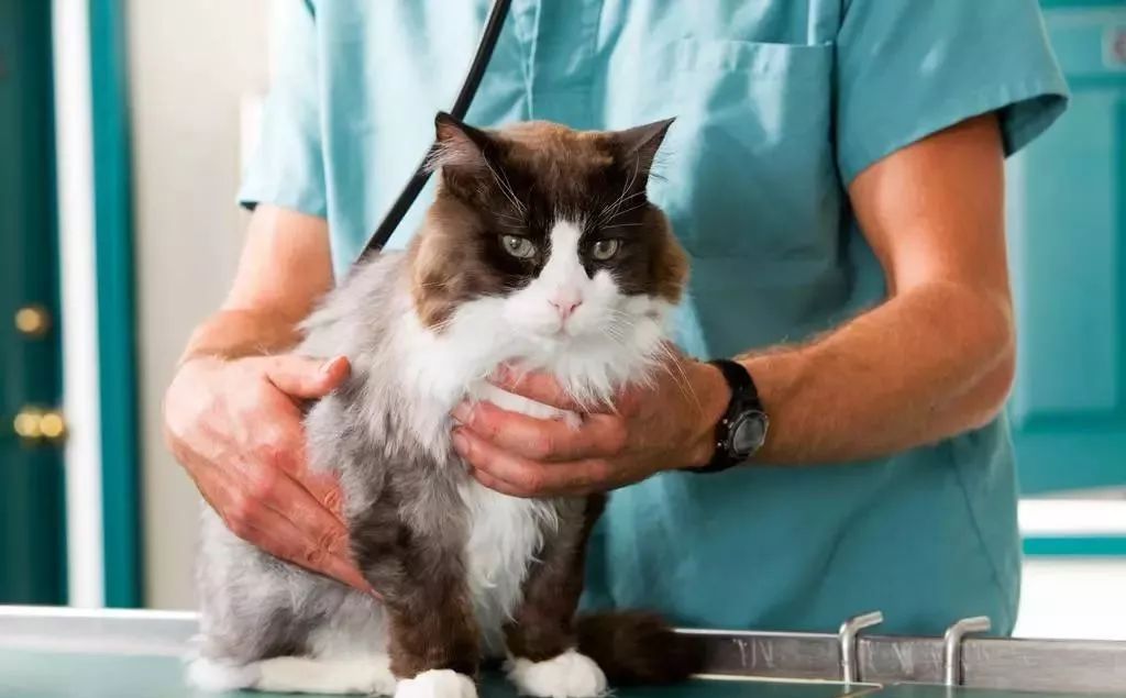 带你了解猫和老鼠,带你了解猫