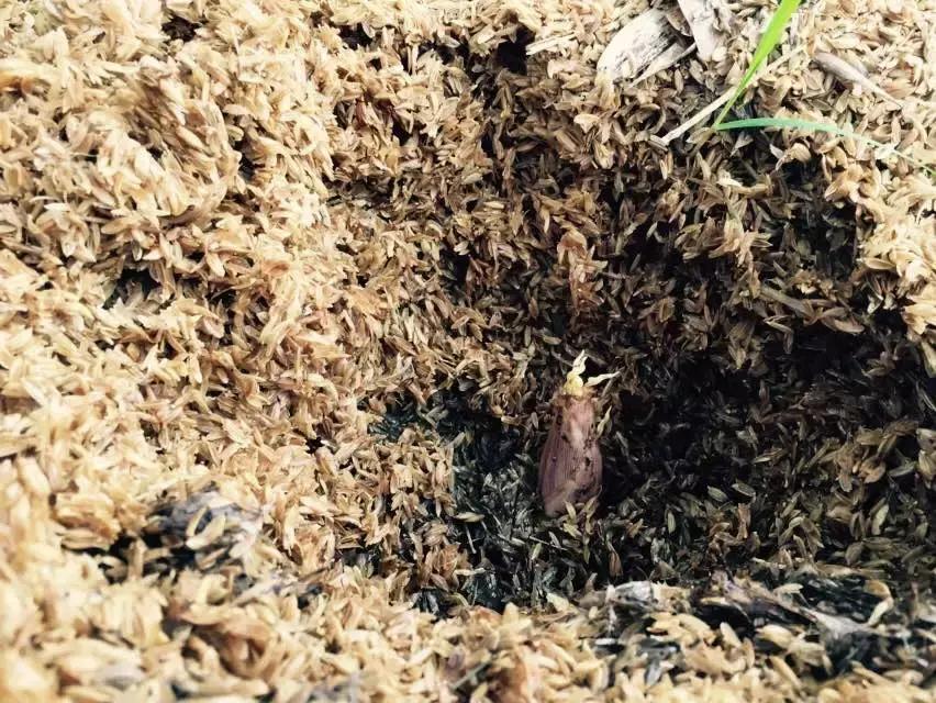 不吃点季节限定美食，这个春天就太没意思了